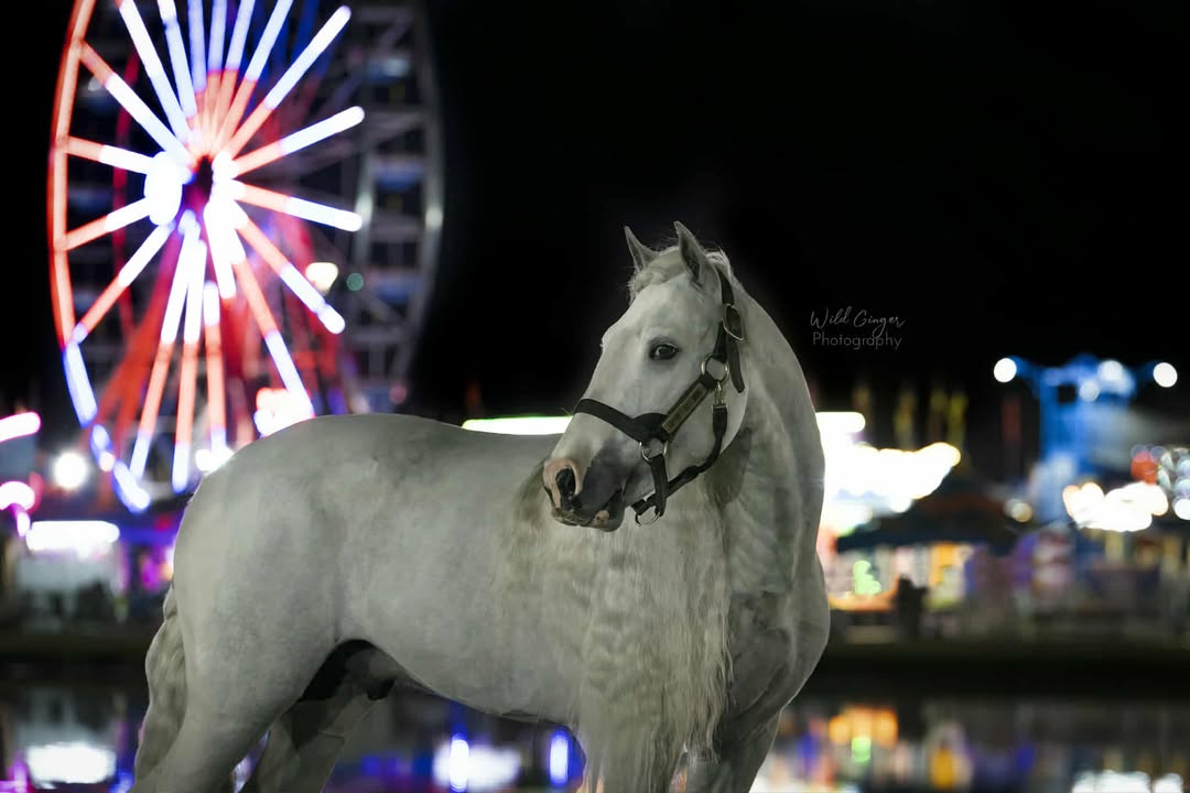 Gypsy with Carousel